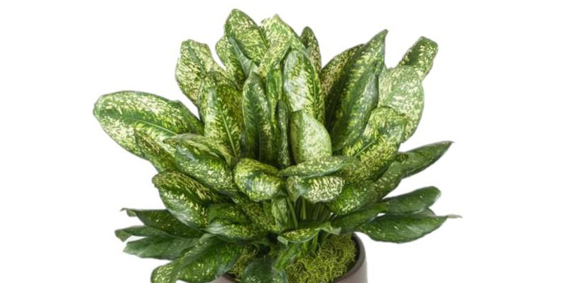 Indoor Plant Care Aglaonema Lumina