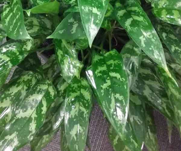 Care for Aglaonema Plants | House Plants Flowers