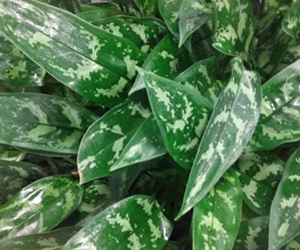 Aglaonema Maria Plant | Aglaonema Plant Varieties