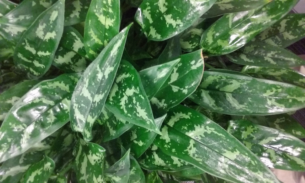 Aglaonema Maria Plant Care | Indoor House Plants