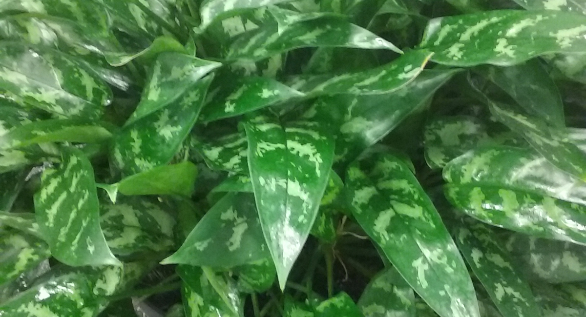 Indoor Plants | Aglaonema Emerald Beauty