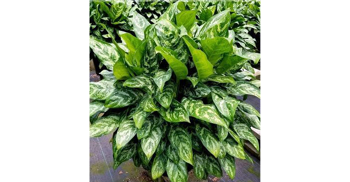 Aglaonema Mary Ann | House Plants Flowers