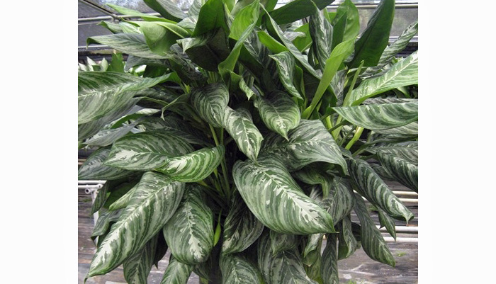 Aglaonema Moonlight Bay | Indoor Plants Care