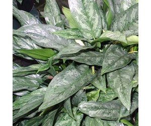 Aglaonema Painted Princess | Aglaonema Plant Varieties