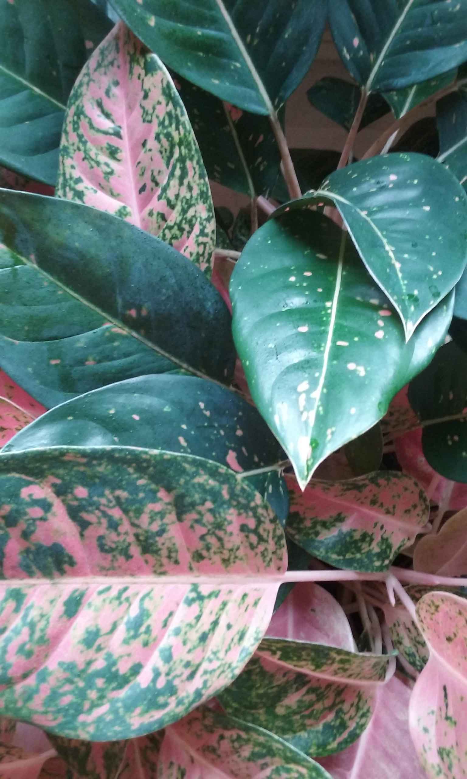 Aglaonema Plant Care | Indoor Plants