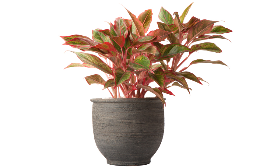 Aglaonema Varieties | Houseplants & Flowers