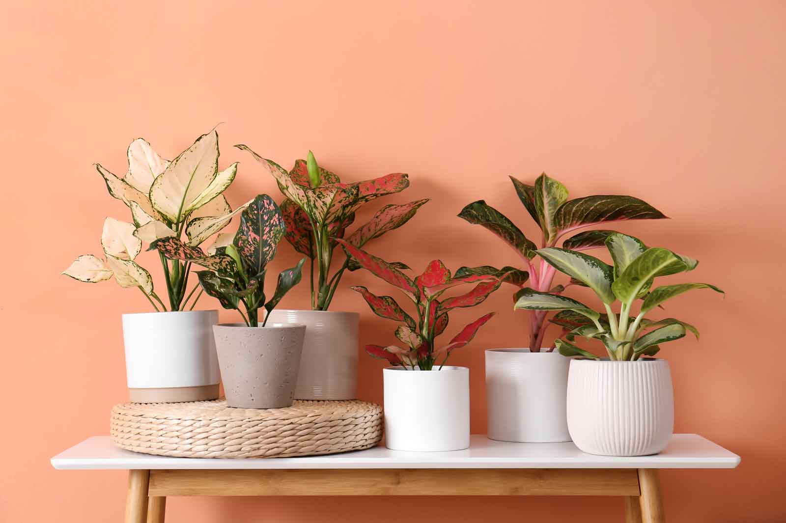 Indoor House Plants Pictures Names | Indoor Plants Flowers