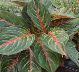 Aglaonema Plant Variety | Aglaonema Red Emerald