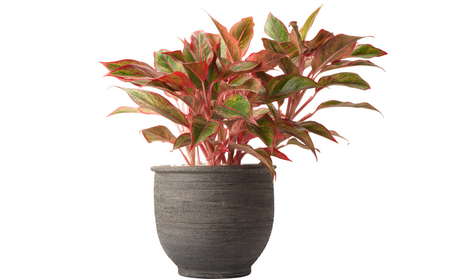 Plant Care Aglaonema Siam | House Plants Flowers