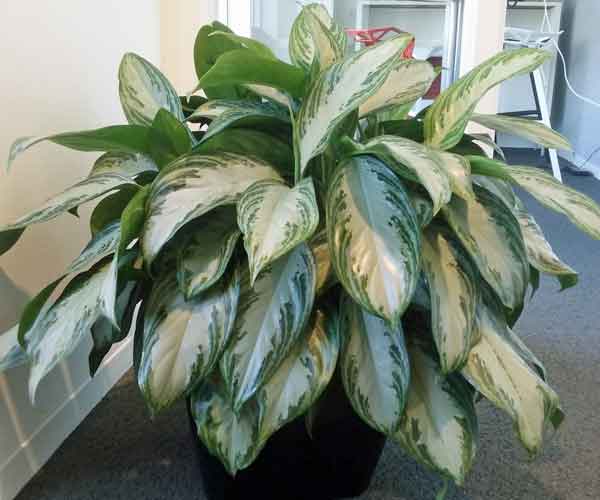 Most Popular Houseplants | Aglaonema Silver Bay Plant Care