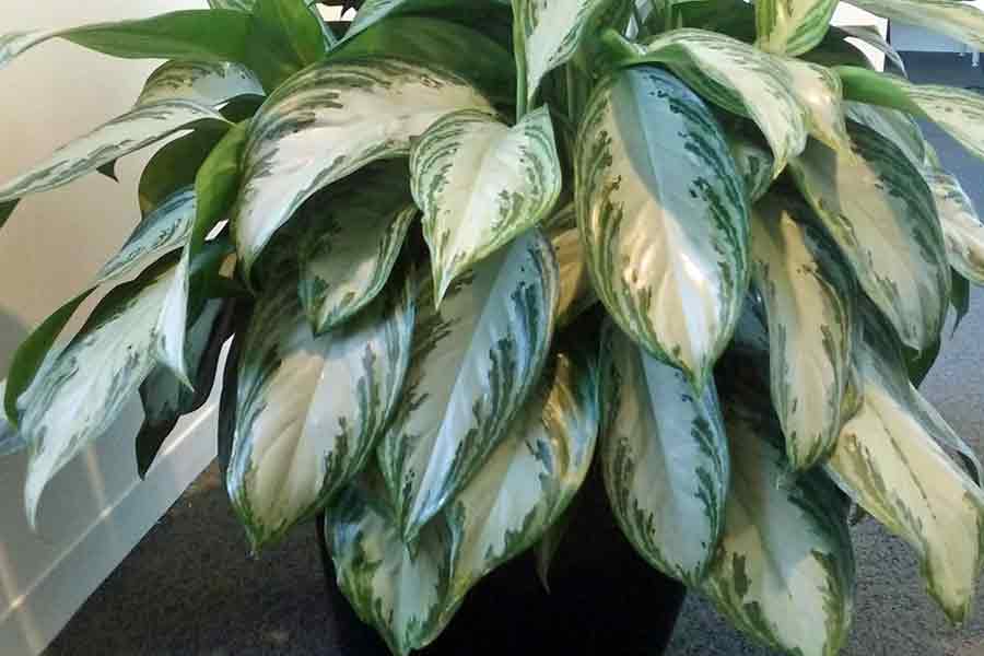 Aglaonema Silver Bay Plant Care | House Plants Flowers