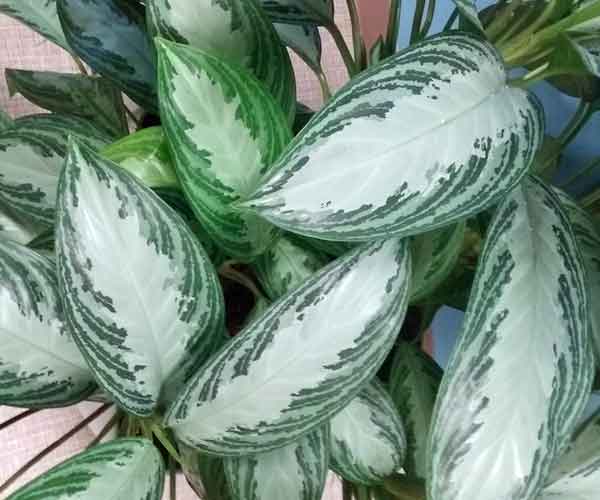 Aglaonema Silver Bay Plant | Indoor Plants Pictures and Names