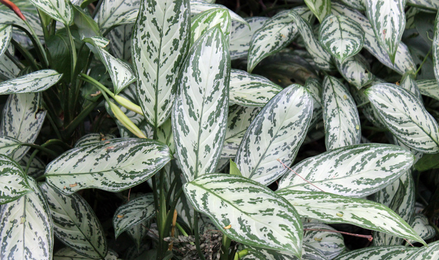 Aglaonema Silver Queen Plant Image | Images Flowers Plants