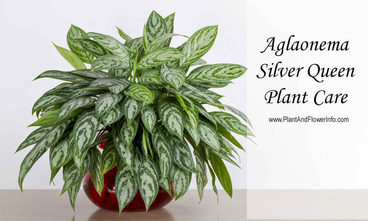 Aglaonema Silver Queen Care | House Plants Flowers