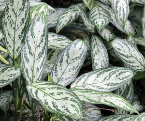 Plant Pictures | Aglaonema Silver Queen Plant
