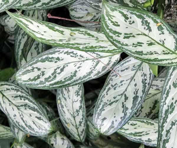 Aglaonema Silver Queen Plant | Common House Plants Flowers