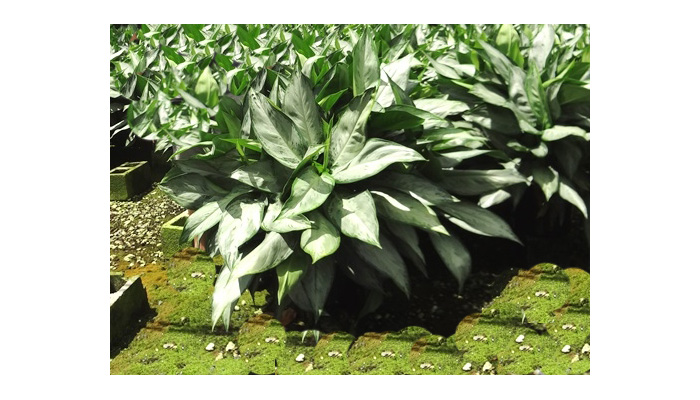 Aglaonema Silverado Plant Care | House Plants Flowers