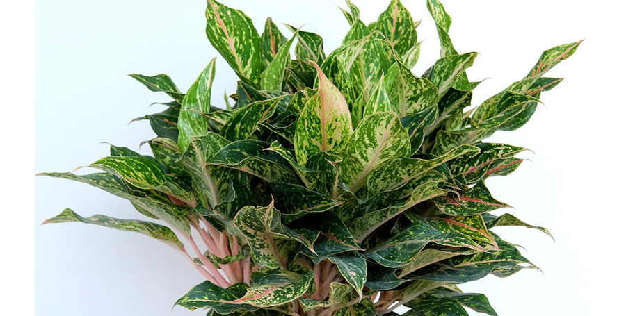 Aglaonema Sparkling Sarah Care | House Plants Flowers