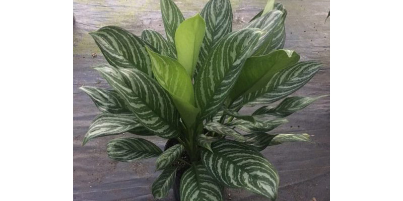 Care of Aglaonema Stripes | Houseplants Flowers