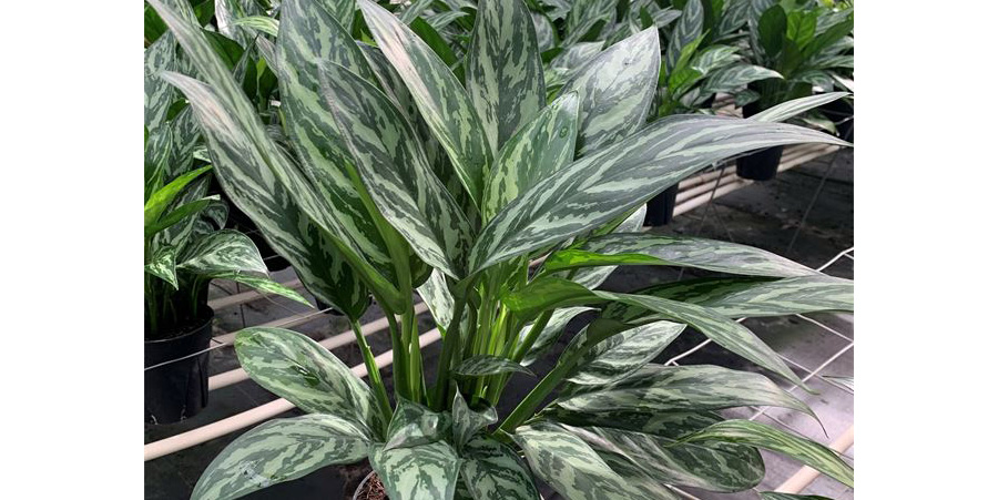 Plant Care Aglaonema Tigress | Houseplants Flowers