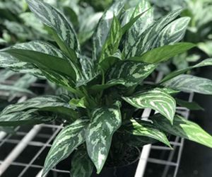 Aglaonema Tigress | Aglaonema Plant Varieties