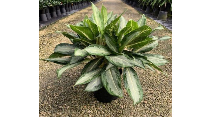 Care of Aglaonema White Rain | Houseplants Flowers