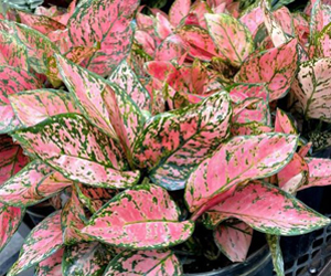 Aglaonema Wishes | Aglaonema Plant Varieties