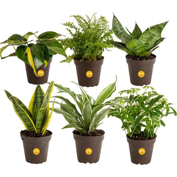 Live Indoor House Plants Pack of 6 from Costa Farms