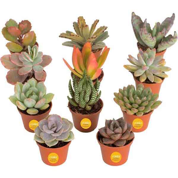 Costa Farms Succulent Pack | Indoor Plants Flowers