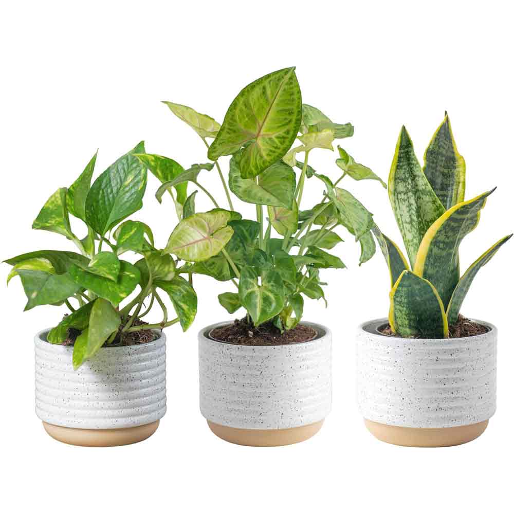 Live Indoor House Plants Pack of 3 from Costa Farms