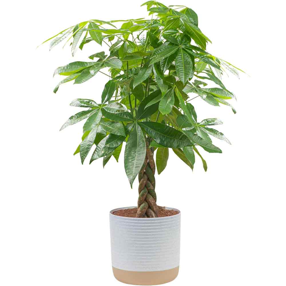 Money Tree - Pachira Plant | Indoor Plants Flowers