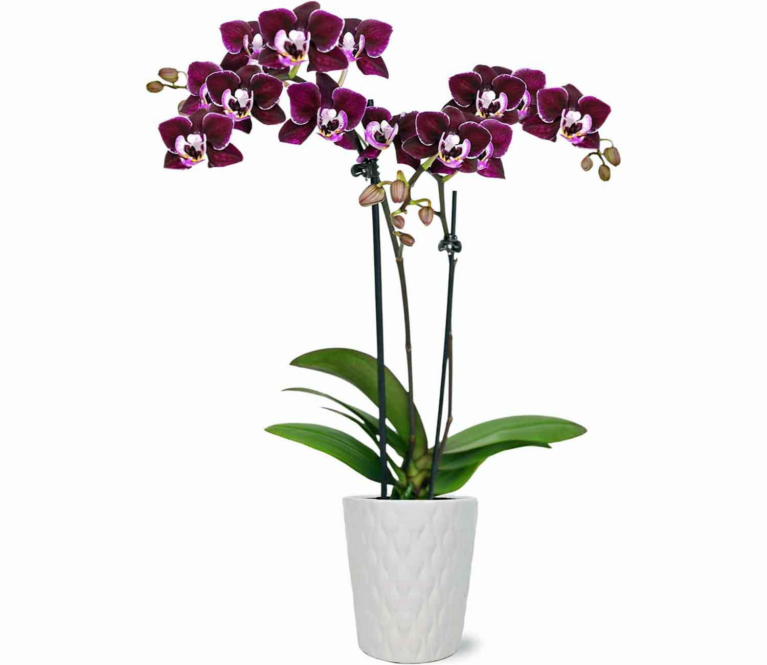 Live Orchid Plant Flower | Indoor Orchid Plant