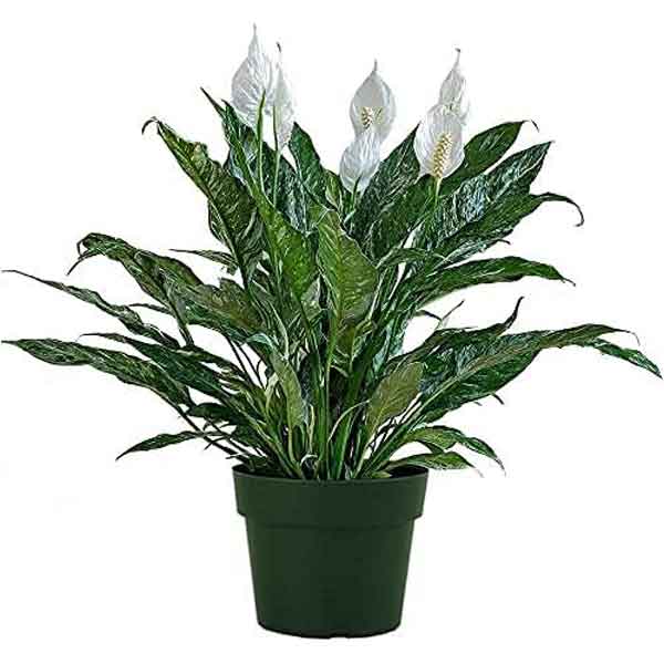 Variegated Peace Lily Plant | Indoor Plants Flowers