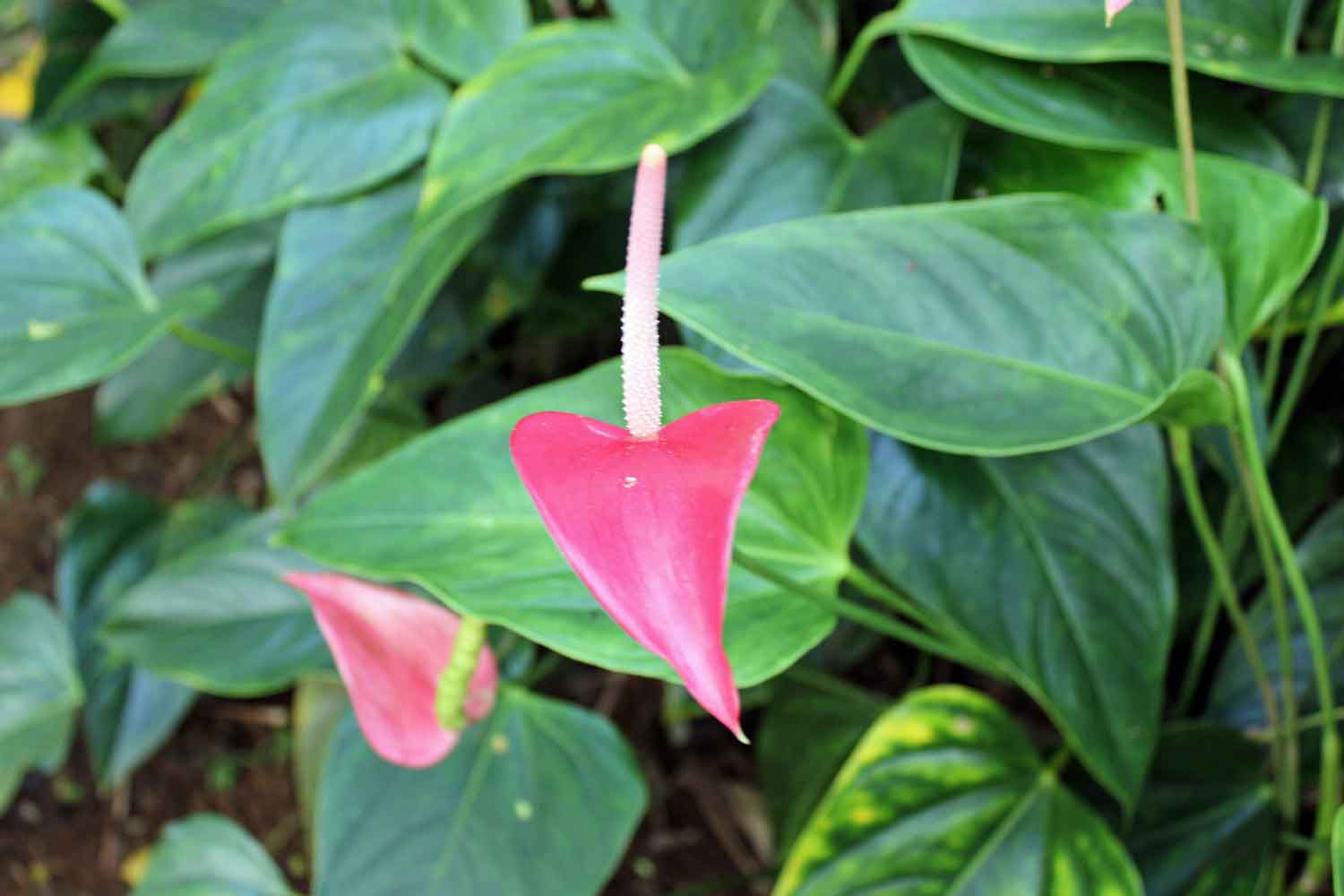 Image of Pink Anthurium Flower | Pictures Flowers Plants