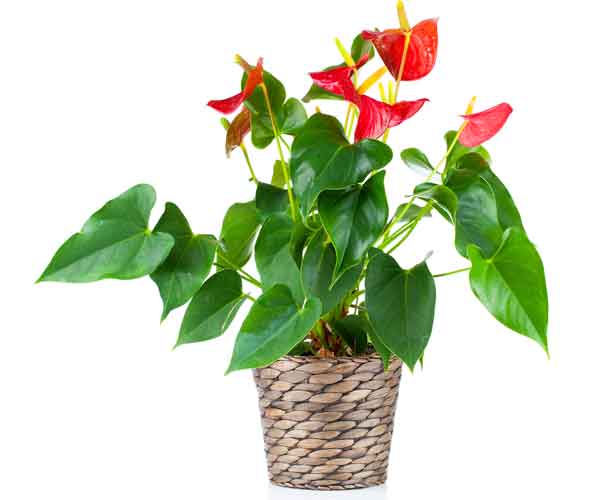 Plant Care Anthurium Plant | Indoor Plants Pictures and Names
