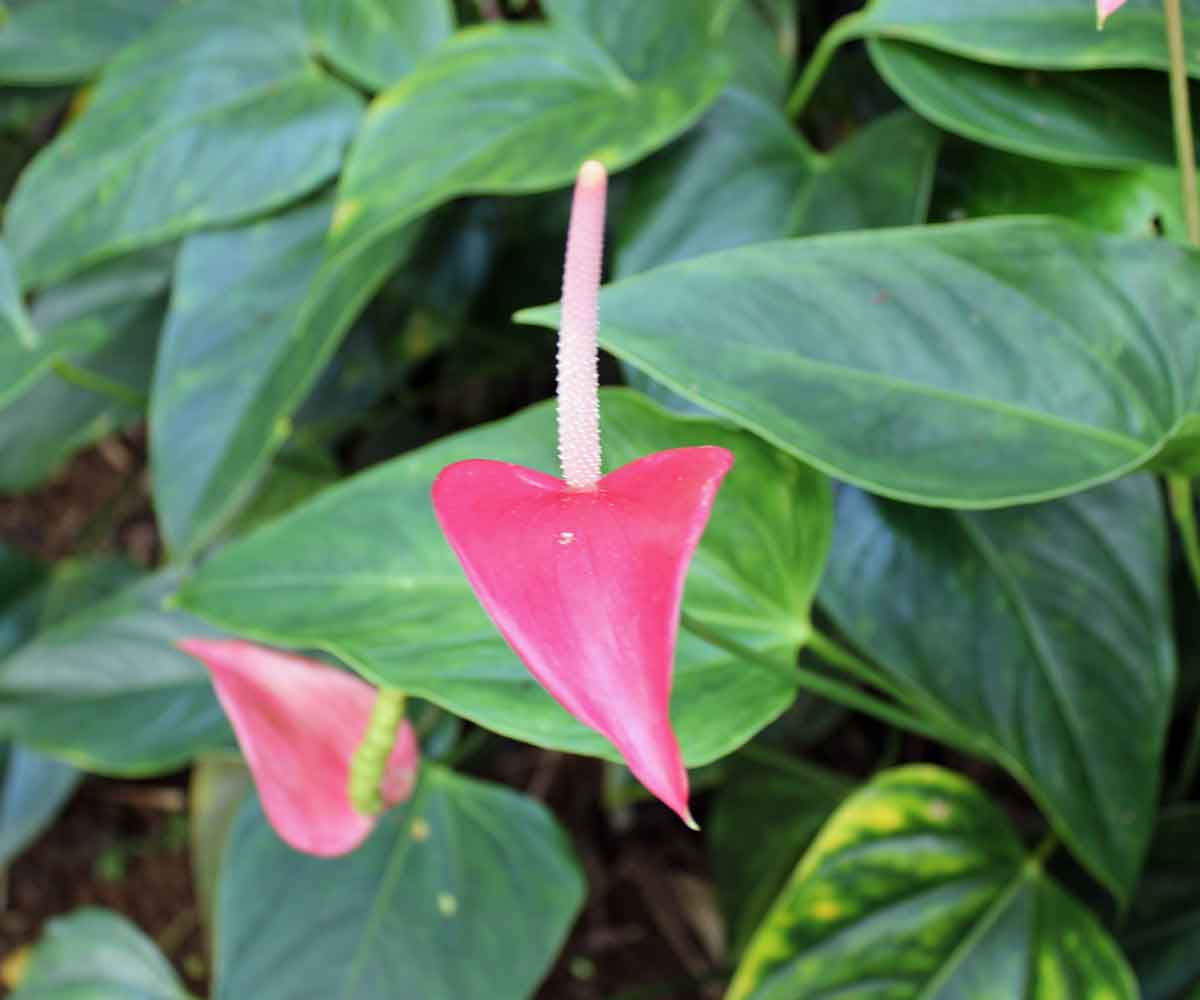 Anthurium Picture | Pictures Flowers Plants