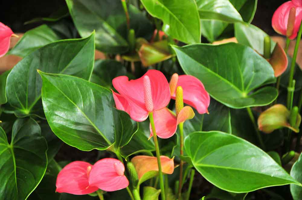 Anthurium Plant Leaves and Flowers