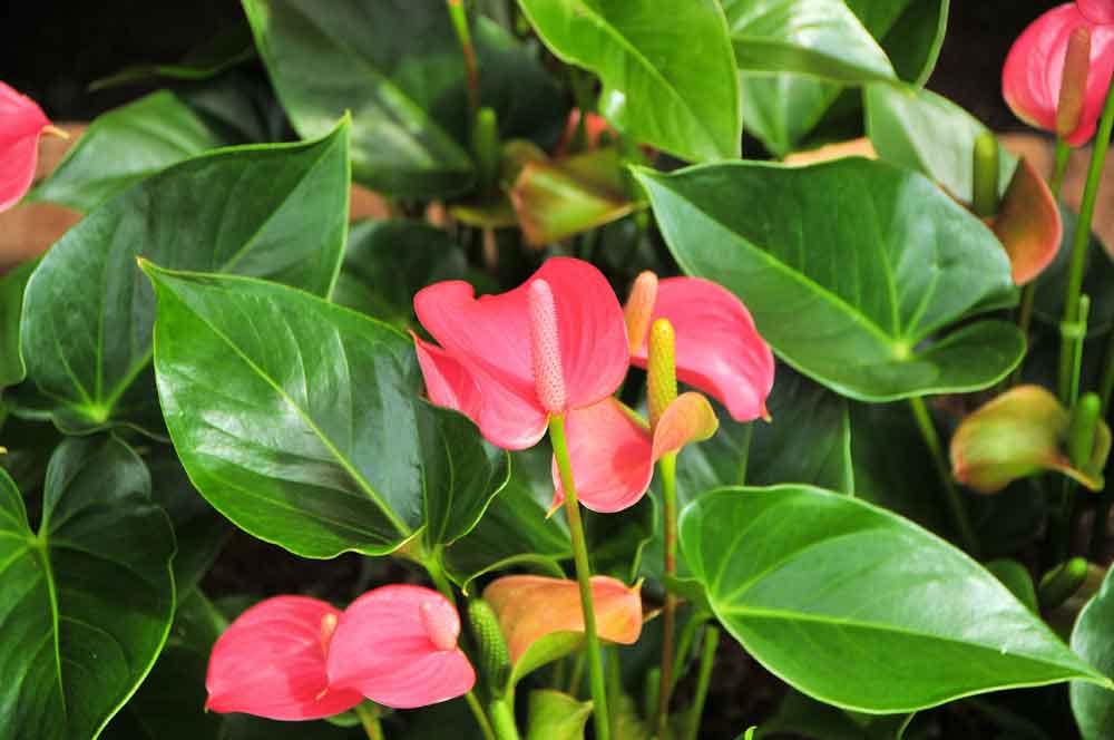 Anthurium Plant Care | Anthurium Plant with Pink Flowers