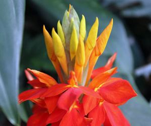 Plant Pictures | Aphelandra Aurantica Flower Plant Picture