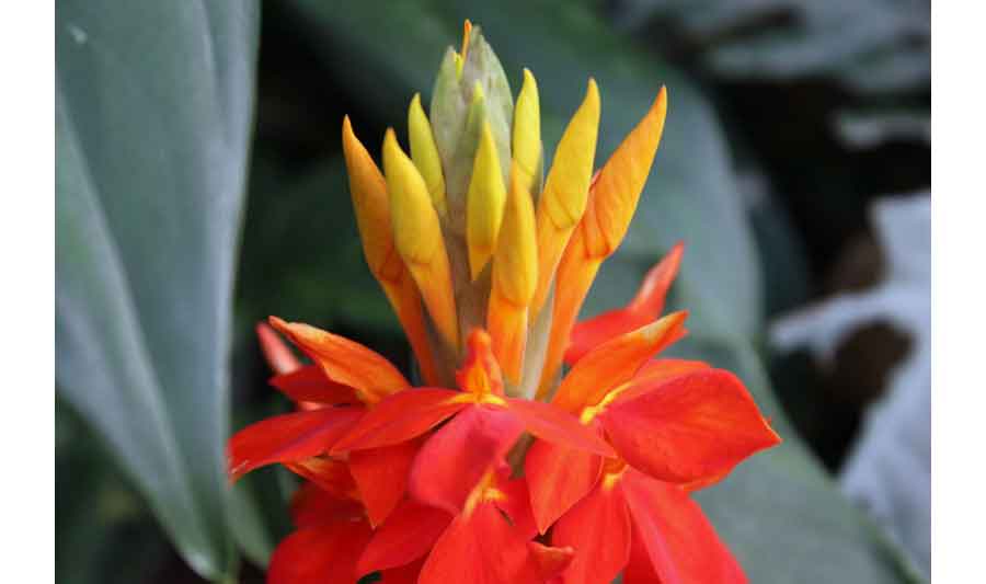 Image of Aphelandra Aurantica Flower | Images Flowers Plants