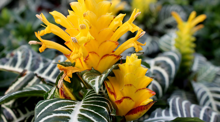 Care for Aphelandra Plant | House Plants Flowers