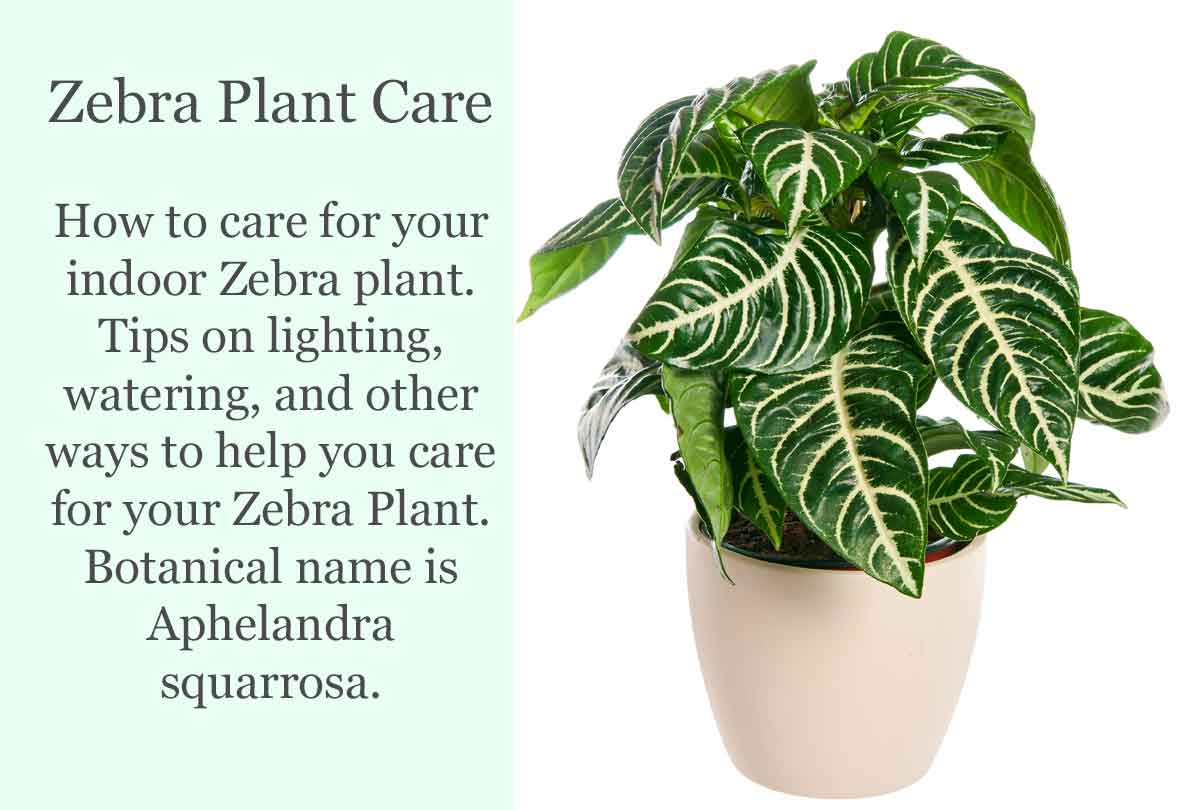 Zebra Plant Care | House Plants Flowers