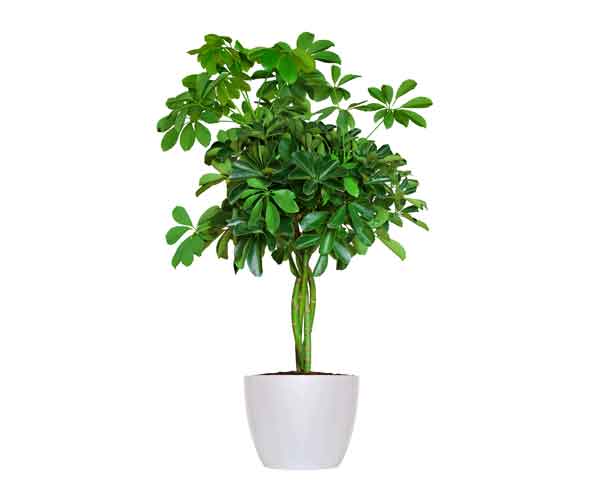 Common House Plants | Arboricola Houseplant Care