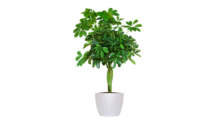 Indoor House Plants | Arboricola Plant Care