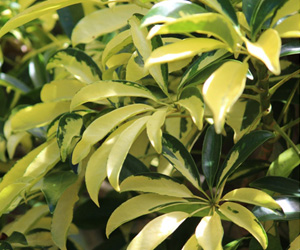 Plant Pictures | Variegated Arboricola Plant Picture