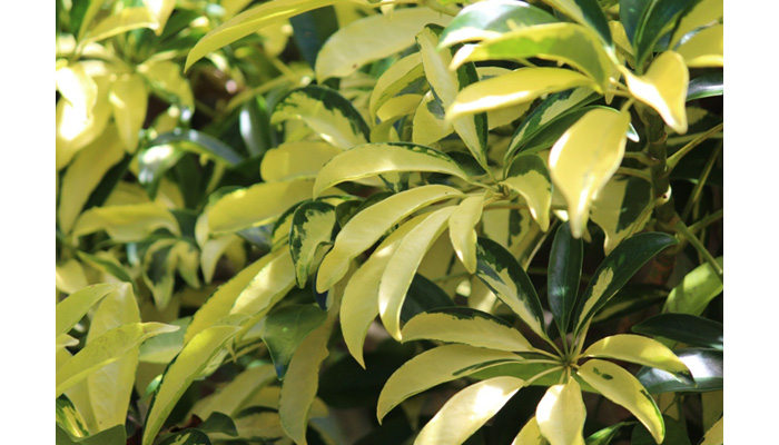 Variegated Schefflera Arboricola - Plant and Flower Pictures