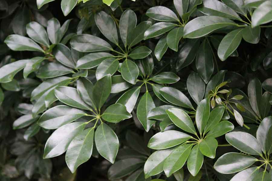 Indoor House Plants | Schefflera Arboricola Plant Care