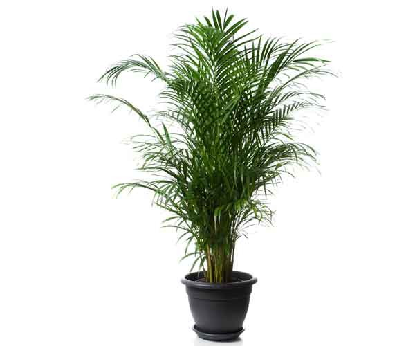 Areca Palm Plant | Indoor Plants Pictures and Names