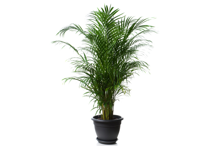 Palm Plant Care | House Plants Flowers