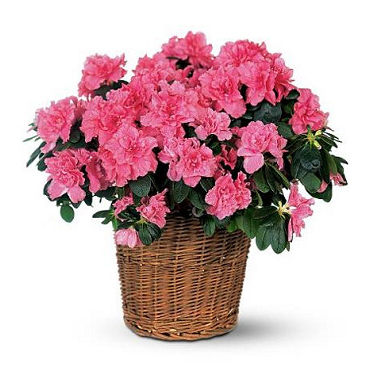 Azalea Basket | Plants Flowers Delivered